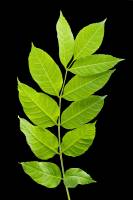 Frêne - feuille (Fraxinus excelsior)